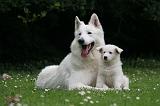 BERGER BLANC SUISSE - ADULTS ET PUPPIES 065